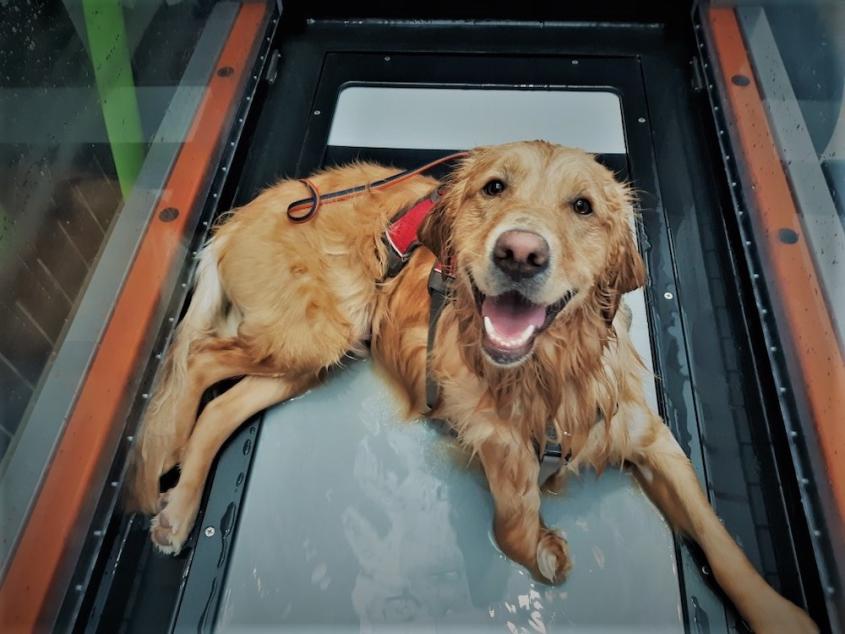 A golden retriever sitting in a water treadmill with a harness on, gazing up at the camera