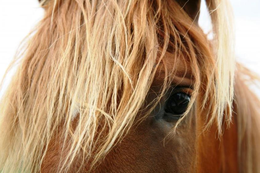 close up of a horse's left eye