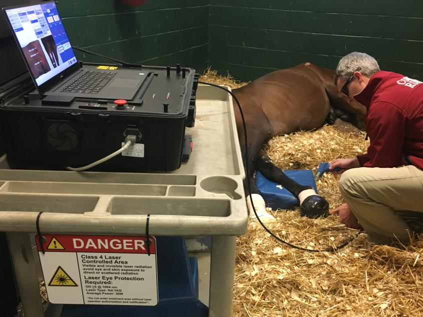 Dr. John Pigott performs regenerative laser therapy on a recumbant horse. 