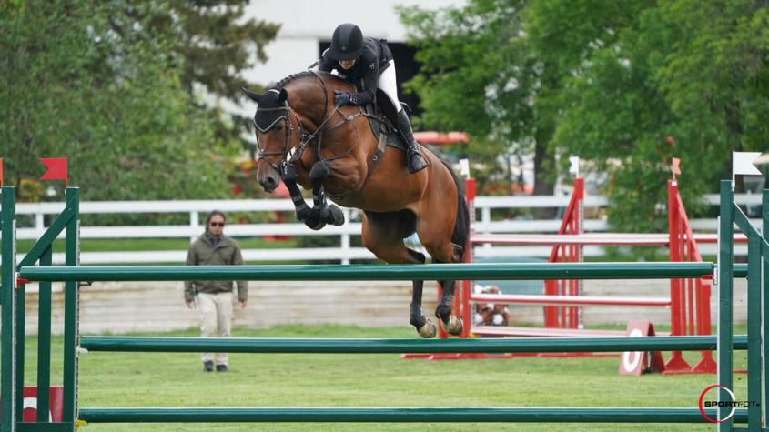 A sport horse jumping an obstacle