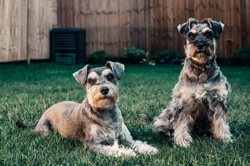 2 miniature schnauzers