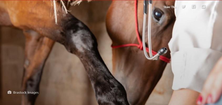 horse