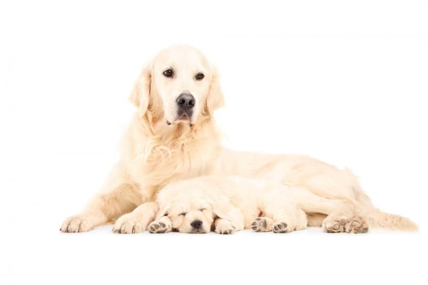 Golden retriever mother and her puppy