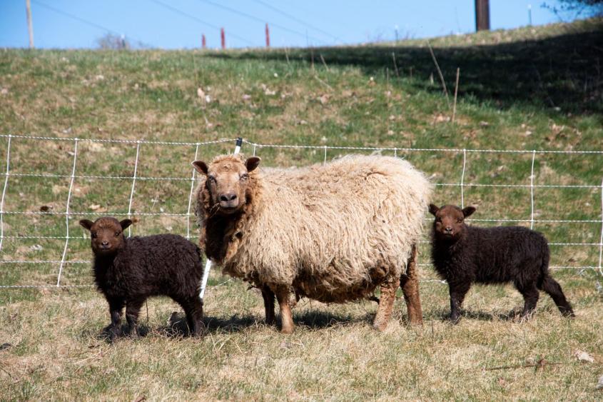 What Is A Lamb'S Mother Called?