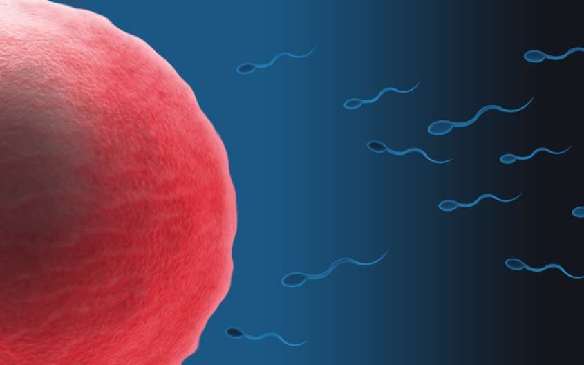 Artist rendering of sperm and egg