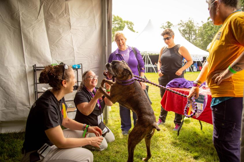 Win-win at Westminster for Cornell veterinarians, elite dogs | Cornell