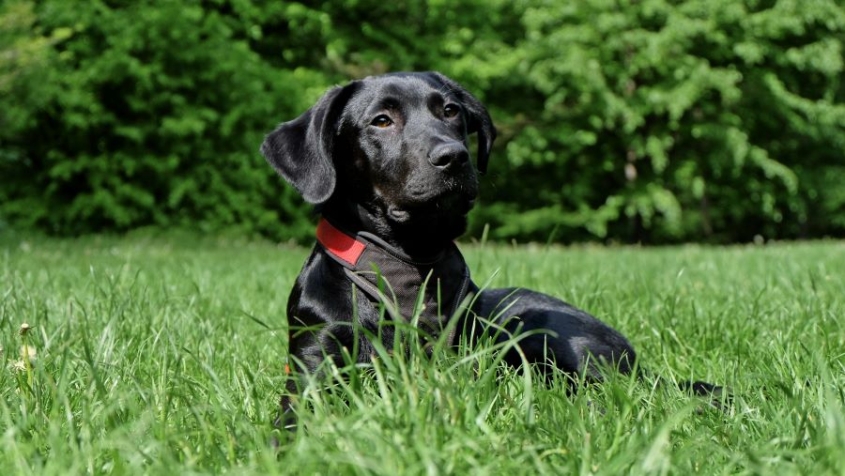 young black labrador retriever
