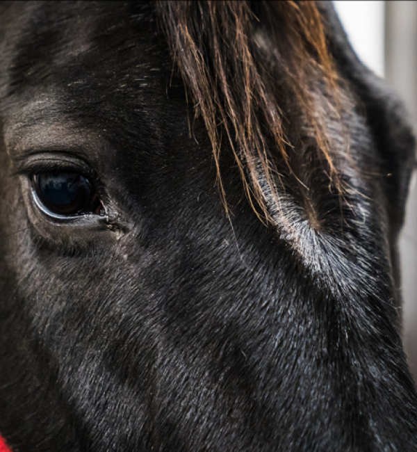 A horse
