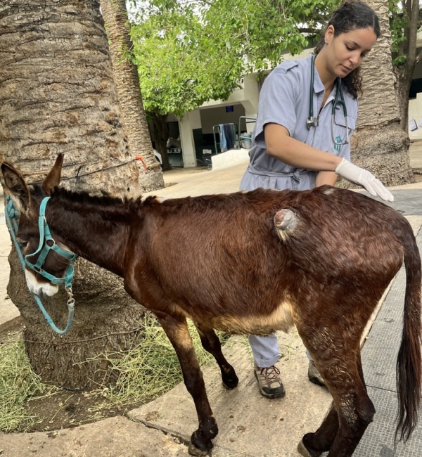 Veterinary student examining a donkey