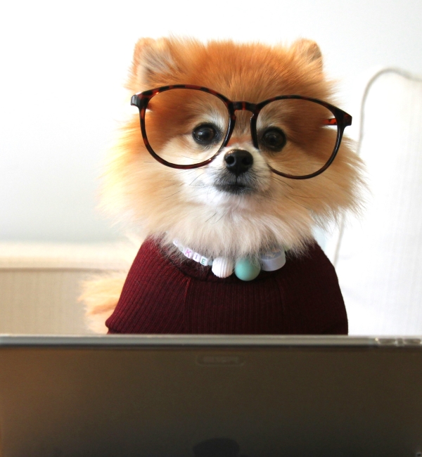 A dog wearing glasses sitting Infront of a laptop