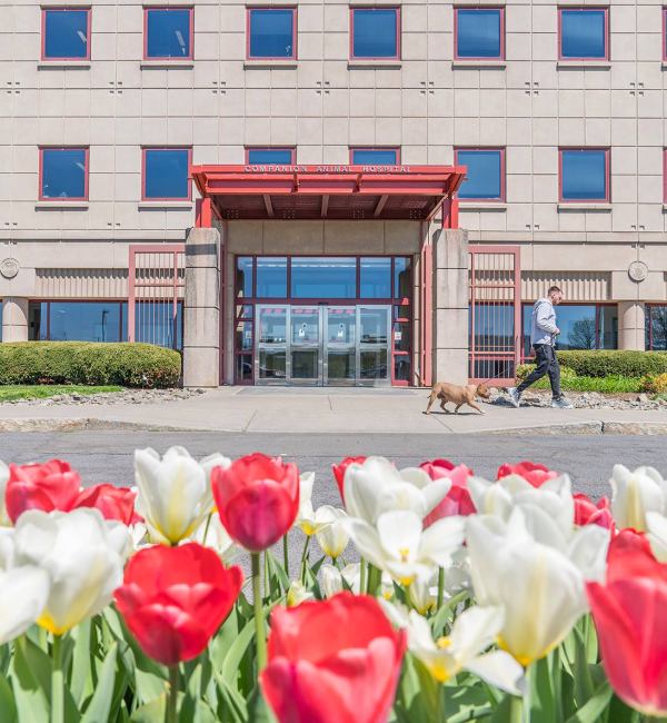 The Cornell University Hospital for Animals entrance on a sunny day, with tulips in the foreground and a man walking his dog on the walkway