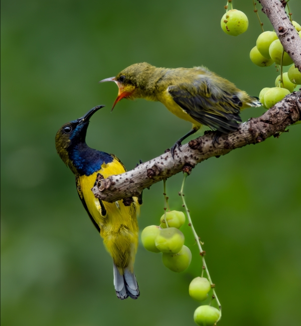 A yellow bird feeding a chick on a branch