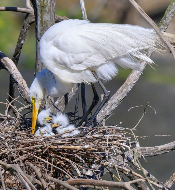 A white egret feeding its chicks in the nest
