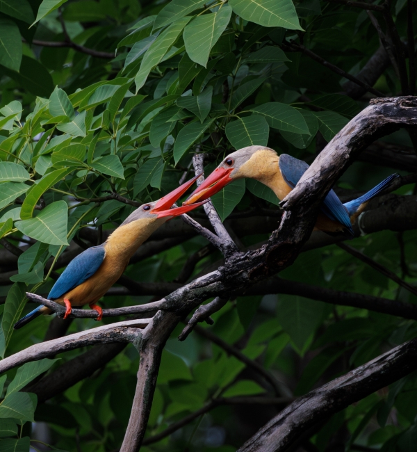 A kingfisher feeding a chick on a branch