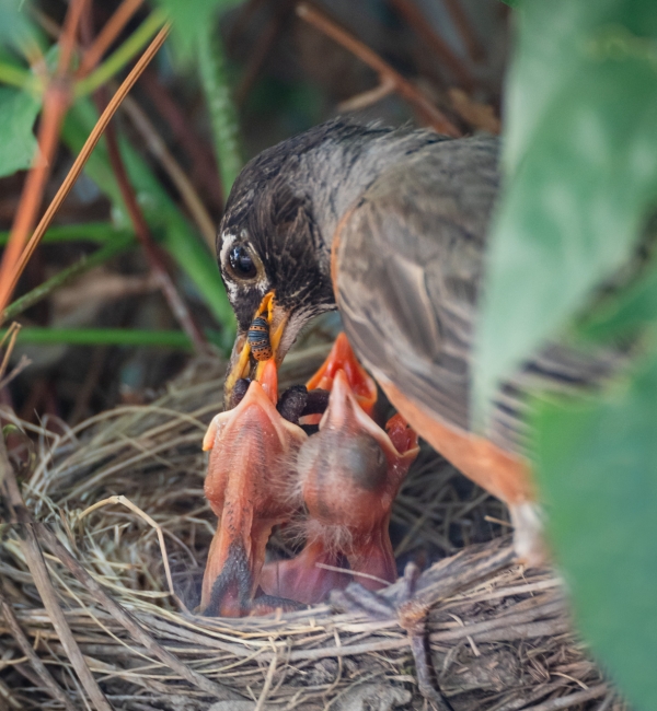 A robin feeding chicks in the nest