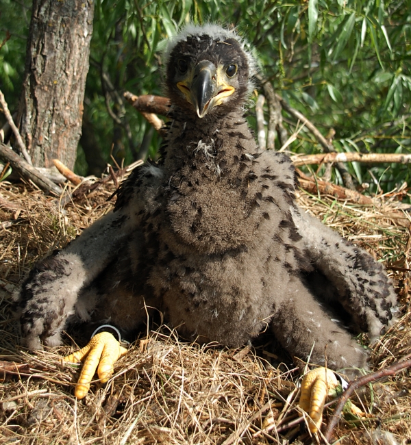 A baby eagle in a nest