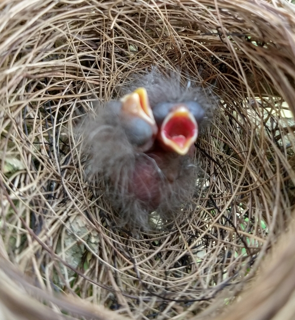 Chicks in a nest with their beaks wide open