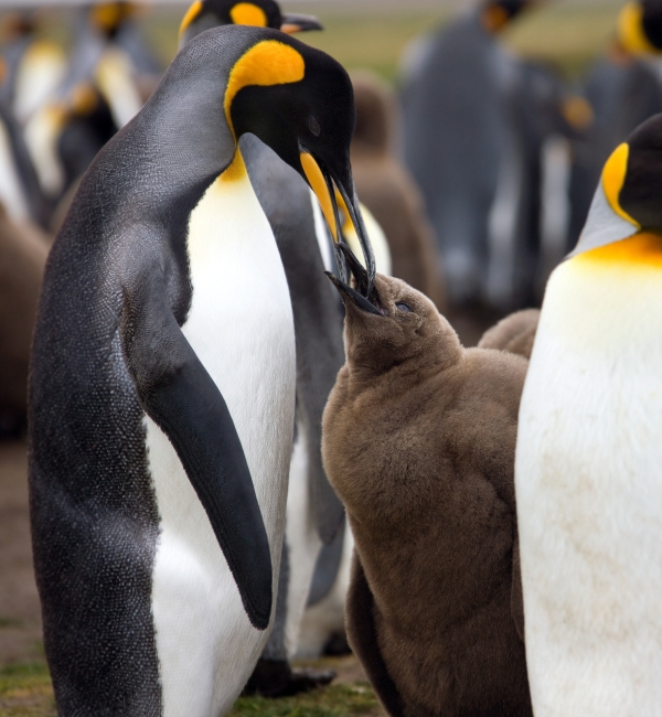 An adult penguin feeding its chick