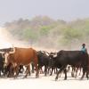 A beef cattle farmer manages his herd in the Zambezi region, Namibia
