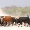 A beef cattle farmer manages his herd in the Zambezi region, Namibia