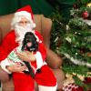 Santa Claus and a dog pose for a photo 