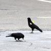 Two crows foraging for peanuts on asphalt