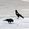 Two crows foraging for peanuts on asphalt