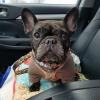 Beans, a French Bulldog