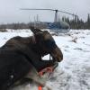 A moose that has been temporarily captured for tagging and data collection