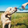 AdobeStock_117855087_Dog drinking water in a field