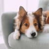 DogonCouch_AdobeStock_279686158.jpg