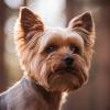 YorkshireTerrier_AdobeStock_89553914.jpeg