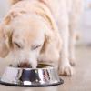 DogEating_AdobeStock_96921734
