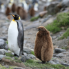 An adult and juvenile penguin in Anarctica