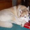 A Siberian Husky curled up