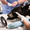 A bear cub with a cast coming out of surgery with veterinarians around her to take off the anesthesiology mask