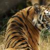 Photo by Jessica Bodgener of the back of a seated Bengal tiger