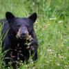 American Black Bear