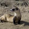 Stock image of black-footed ferret pausing on a rocky terrain