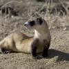 Stock image of black-footed ferret pausing on a rocky terrain