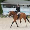 Horse being shown by a rider