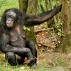 Female bonobo ape