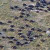 aerial shot of migrating buffalo-photo credit M. Atkinson/AHEAD