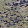 aerial shot of migrating buffalo-photo credit M. Atkinson/AHEAD