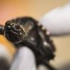 A baby snapping turtle in a person's hand