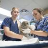 Veterinary Technician students exam an owl