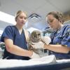 Veterinary Technician students exam an owl