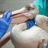 An American white pelican being examined by clinicians at Cornell's wildlife hospital