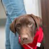 A young Labrador on an exam table at Cornell looks at the camera