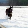 Horse in winter 